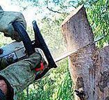 How Our Tree Care Process Works  in  Chino Hills, CA