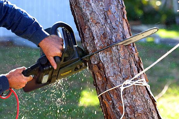 Pest Control for Lawns in Chino Hills, CA