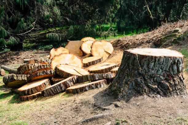 Professional Tree Care in Chino Hills, CA